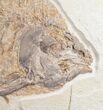 Phareodus Fossil Fish #10814-2